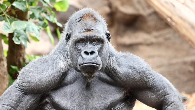 【画像】イケメンゴリラとは?家族関係と愛娘アニーの転園について